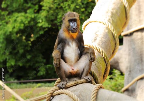 <b>Monkey</b> having sex with lady. . Pron monkey
